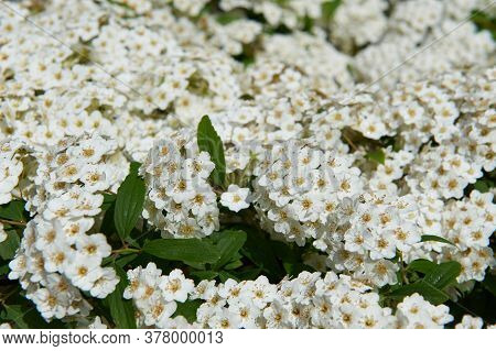 Flowers Gray Spirea Plants Are Hardy, Deciduous-leaved Shrubs.