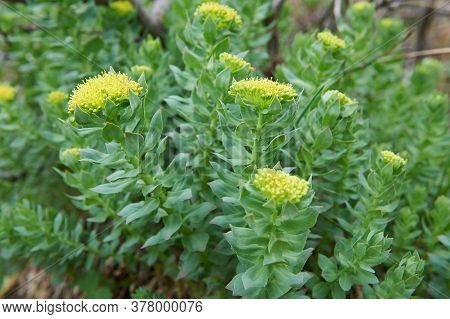Rhodiola Rosea