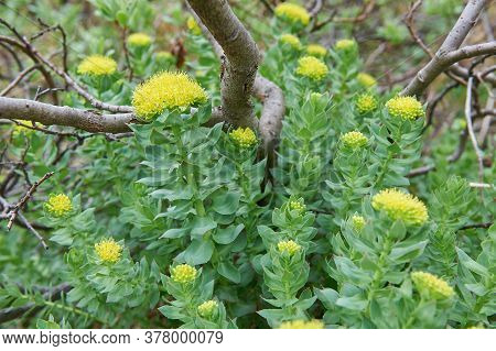 Rhodiola Rosea