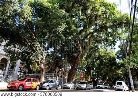 Salvador, Bahia / Brazil - January 30, 2017: View Of The Giant Mango Tree Located In The Vitoria Cor
