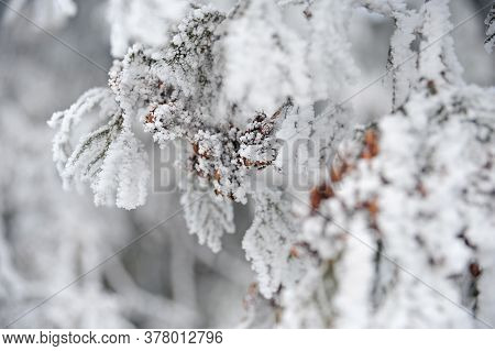 The Tree Branch Of The Tuya Is Covered With Snow. At Night There Was A Lot Of Frost And Snow