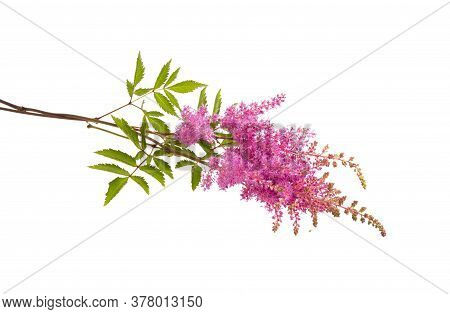 Astilba Summer Flower Isolated On White Background