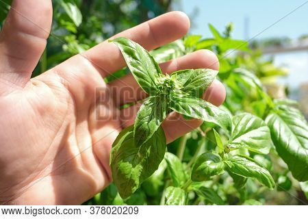 Farmer Man Holding Basil Plant Leaves On House Farm, Healthy Food Ingredients