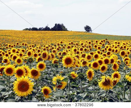 Sunflower field
