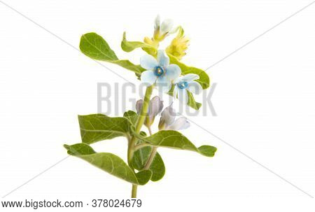Oxypetalum Blue Flower Isolated On White Background