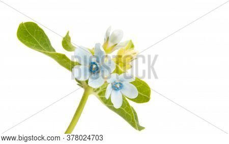 Oxypetalum Blue Flower Isolated On White Background