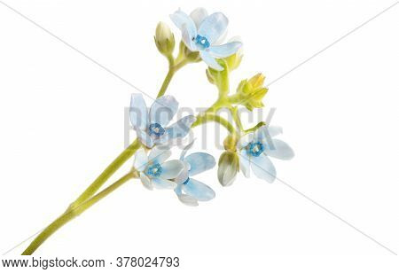 Oxypetalum Blue Flower Isolated On White Background