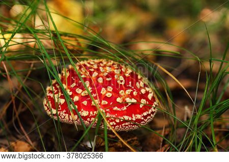 Fly Agaric Growing Out Of Grass.poisonous Mushroom