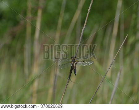 Big Dragonfly Sitting On A Branch Close To