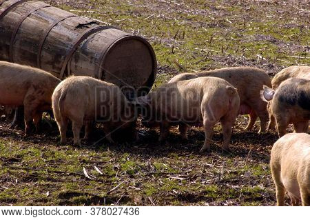Pigs In Free Range Husbandry, Animal Welfare In Pig Farming