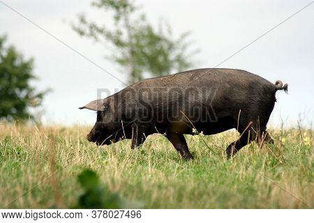 Gascon Pig Walking On A Meadow On A Summer Day