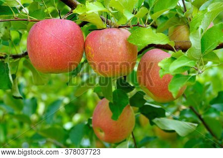 Fresh And Sweet Apples In The Orchard