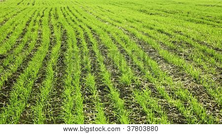 Campo di grano seminato In autunno