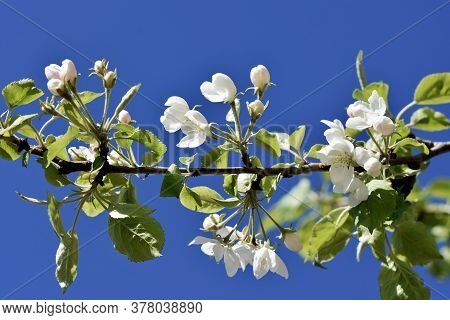 Blossoming Cotton Plant With White Flowers In The Field