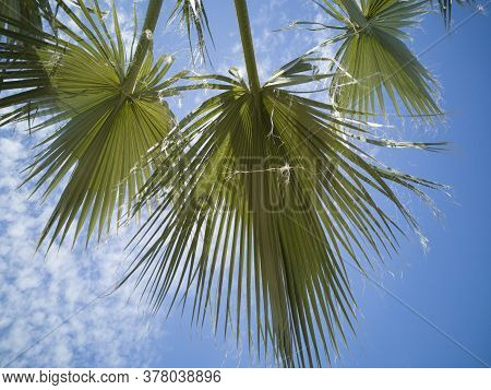 A View Of Palm Leaves With Blue Sky Background