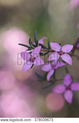 Close Up Of Pink Flowers Of The Australian Native Boronia Ledifolia, Family Rutaceae, Royal National