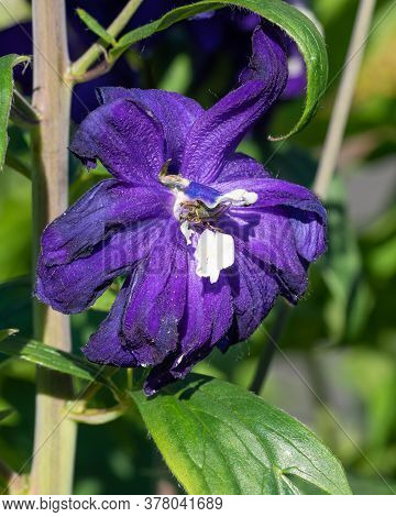 Candle Larkspur (delphinium Elatum), Close Up Of The Flower Head