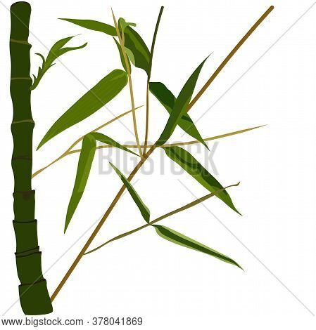 Vector Stock Illustration Of Bamboo Branches. Fresh Stems. Green Leaf.  Concept For Spa And Beauty S
