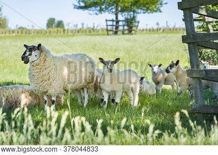 Female Sheep (ewe) And Young Lambs In A Field In Buckinghamshire Countryside, Uk