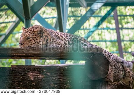 Caucasian Leopard Resting In An Aviary. The Leopard Resting In The Shadow Of An Aviary. The Persian 