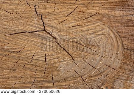 Wooden Natural Sawn Logs As Background, Top View, Flat Lay