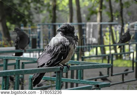 Crow And Two Pigeons Are Sitting On A Metal Fence Against The Backdrop Of A Playground. City Birds. 