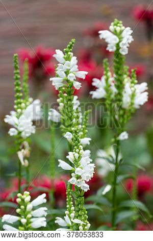 White Physostegia Flowers With Blurred Red Monada Flowers At The Background