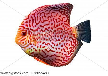 Closeup Of A Checkerboard Red Tropical Symphysodon Discus Fish. Isolated On White Background.