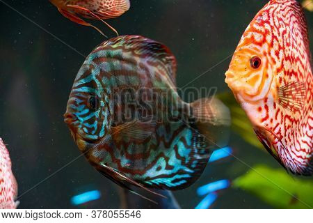 Colorful Fish From The Spieces Symphysodon Discus In Aquarium. Closeup, Selective Focus.
