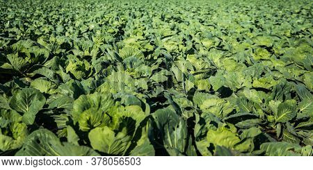 Cabage Crops In Rows On The Field On Summer Day. Agriculture Background