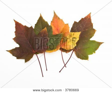 Arce Leaves1