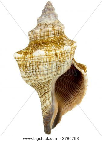 Conchiglia