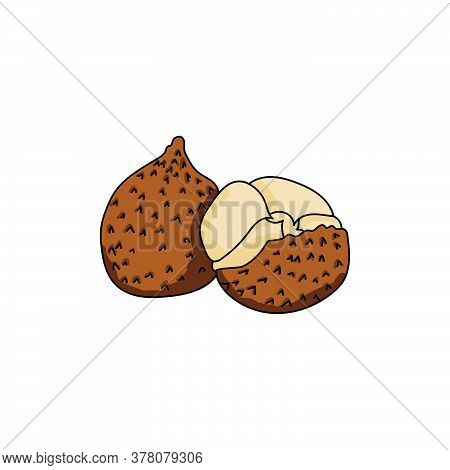 Ita Palm Fruit, Brown Exotic Harvest, Vector Hand Draw Illustration For Design And Creativity