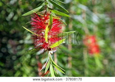 Bottlebrush huilen