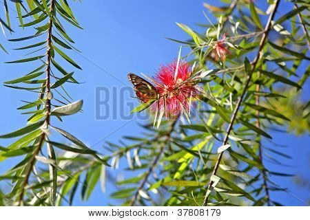Bottlebrush huilen