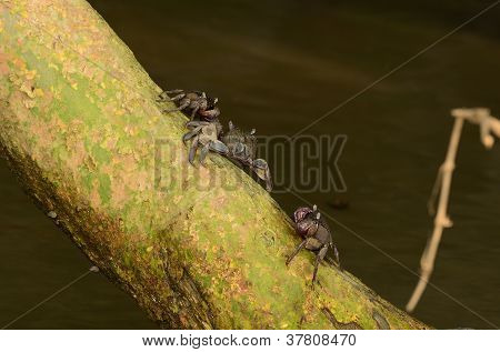 Meder's Mangrove krabber