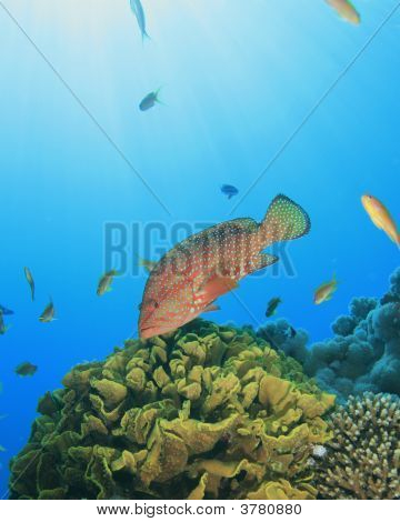 Grouper And Coral