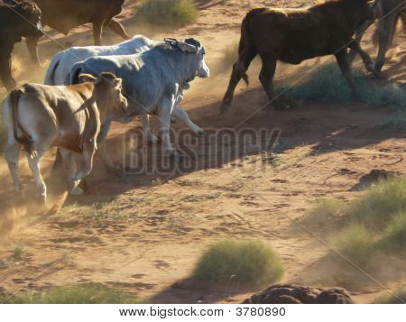 Cattle4