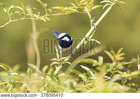 A Blue Faced Male Superb Fairy-wren Sitting On A Green Branch