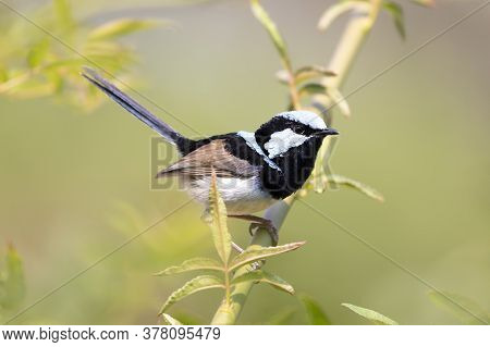 A Blue Faced Male Superb Fairy-wren Sitting On A Green Branch
