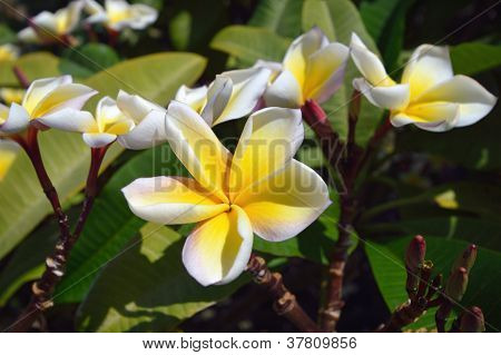 ดอกไม้บ้าน Plumeria อย่างใกล้ชิด