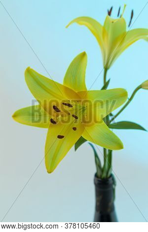 A Yellow Asiatic Lily Lillium Flower With Green Stem And Leaves On A Blue Background.