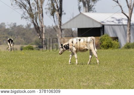 Black And White Dairy Cows Grazing In A Green Field Of Grass.