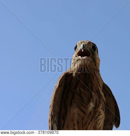 A Wild Bird, A Kestrel With An Open Beak. Falcon Close-up Against The Blue Sky. The Beak And Eyes Of