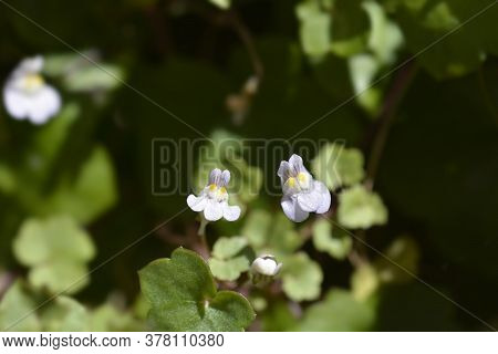 Kenilworth Ivy Small Flowers - Latin Name - Cymbalaria Muralis