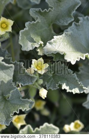Squirting Cucumber - Latin Name - Ecballium Elaterium