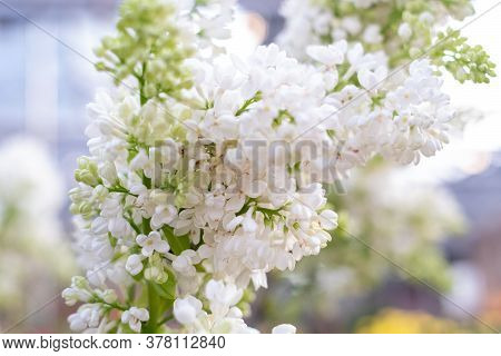 Beautiful Bloomibg Fluffy White Pink Lilac Branch Close Up In The Garden