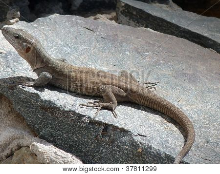 Lagarto