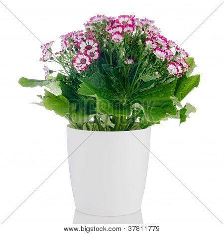 Bellissimi fiori rosa