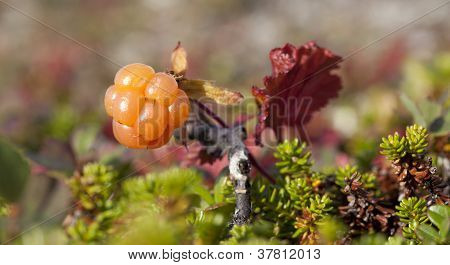 Rubus chamaemorus, морошка и bakeapple.